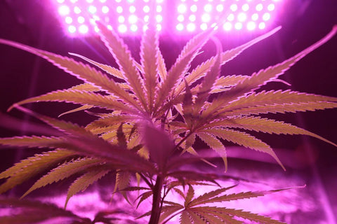 The Magic of Cannabis & Hemp Terpenes