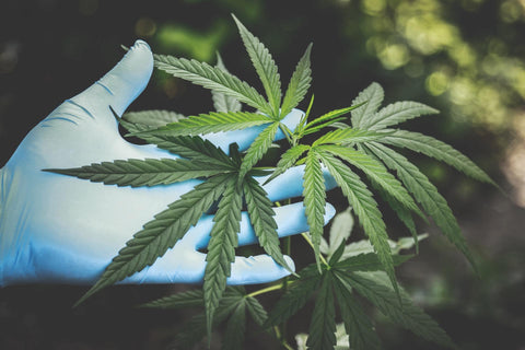 What is CBD?