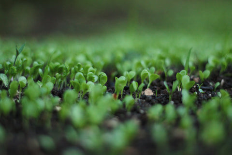 Organic Living